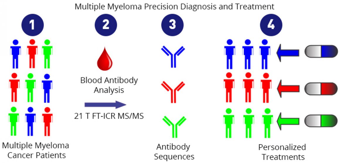 1. Patients with multiple myeloma produce different antibodies, depending on which cells are cancerous. 2. Scientists use FT-ICR MS/MS to examine the antibodies. 3. They can tell exactly which antibodies a patient is producing. 4. This knowledge allows them to personalize treatment for each patient.