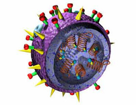 Model of the flu virus, made possible with information from NMR analysis.