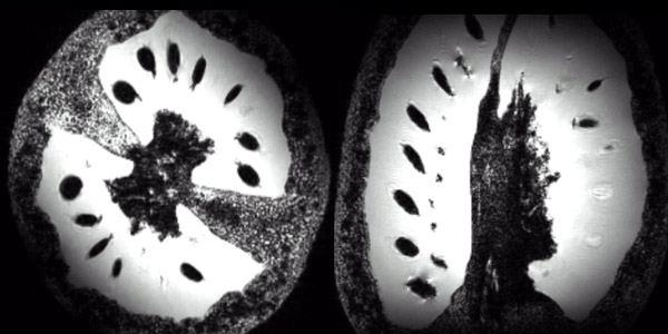Tomato MRI image