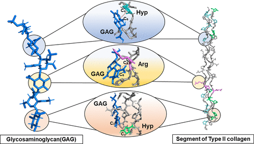Illustration showing microscopic interactions of sugars and proteins in cartilage