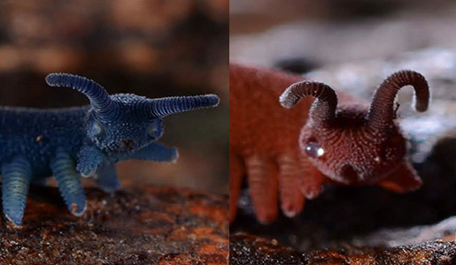 The two species of velvet worm studied, Euperipatoides rowelli (l) and Epiperipatus barbadensis (r).