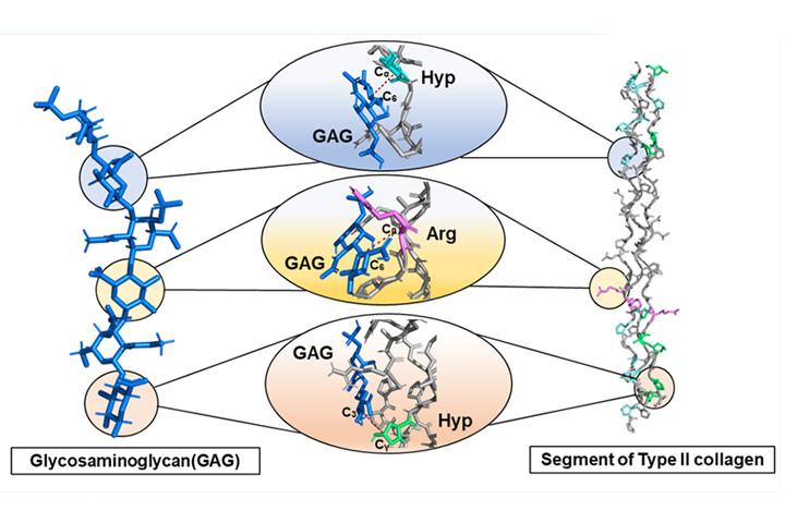 A 3D model showing the interaction between GAG and a segment of type II collagen.