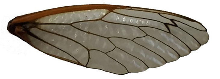 A closeup image of a cicada wing, with veins and wing membrane