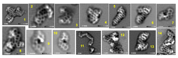 Images of 14 organic molecules from the Murchison meteorite, produced at Brookhaven National Laboratory using high resolution noncontact atomic force microscopy.