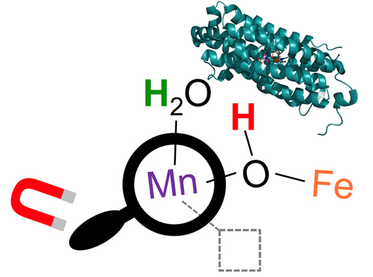 Experiments on the MagLab’s “witch’s hat” allowed researchers to see the empty site on the manganese (Mn) ion that TB might use to perform a reaction.