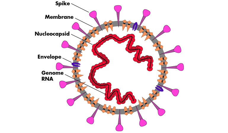 The SARS-CoV-2 virus.