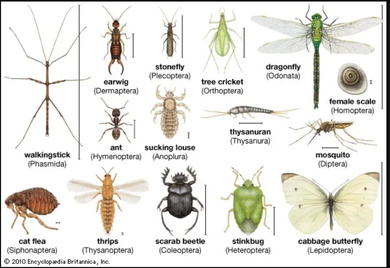 Collection of insects in different shapes and sizes.