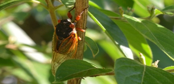 A cicada clinging to a branch