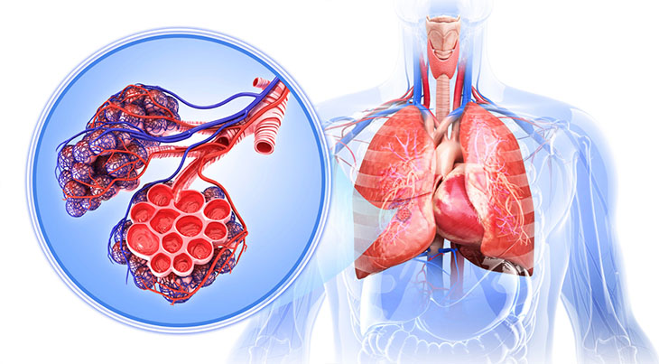 Illustrations of the lungs and alveoli, and how oxygen and carbon dioxide are exchanged with the bloodstream within each alveolus.