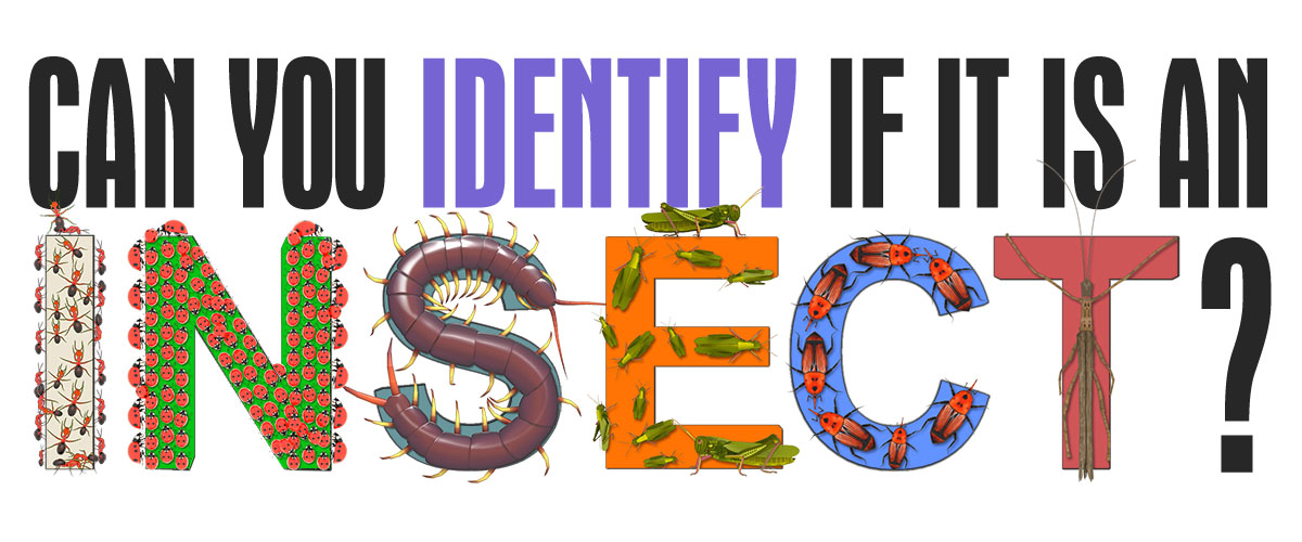 Insect investigation banner