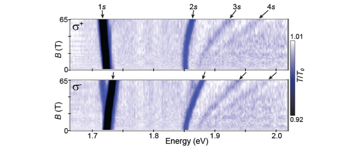 Circularly-polarized optical spectra from 0-65 teslas of monolayers of WSe2.