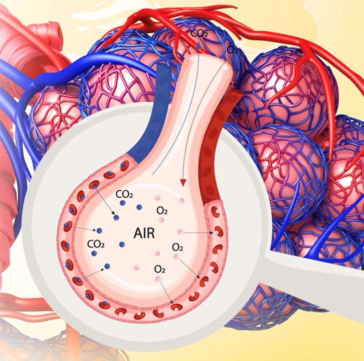 Illustrations of the lungs and alveoli, and how oxygen and carbon dioxide are exchanged with the bloodstream within each alveolus.