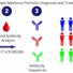 1. Patients with multiple myeloma produce different antibodies, depending on which cells are cancerous. 2. Scientists use FT-ICR MS/MS to examine the antibodies. 3. They can tell exactly which antibodies a patient is producing. 4. This knowledge allows them to personalize treatment for each patient.