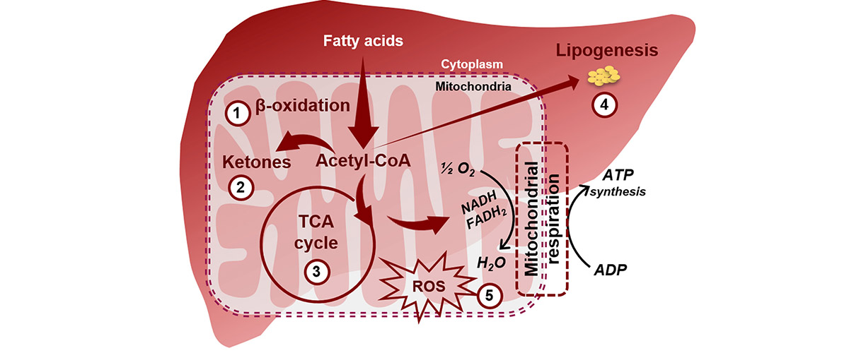 Overall hepatic metabolism is significantly altered by diet.
