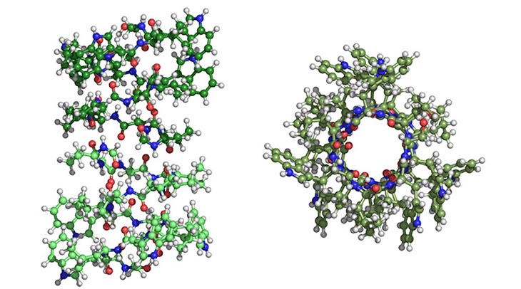 Illustration of a pair of stacked gramicidin A subunits viewed from the side (left) and from the top (right). The top view illustrates how the proteins form a channel in a cell membrane.