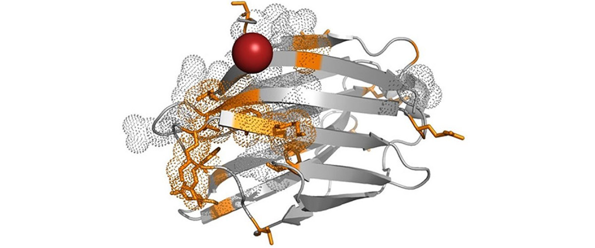 The colored regions of the protein in the above schematic were revealed to be interacting with the polymer