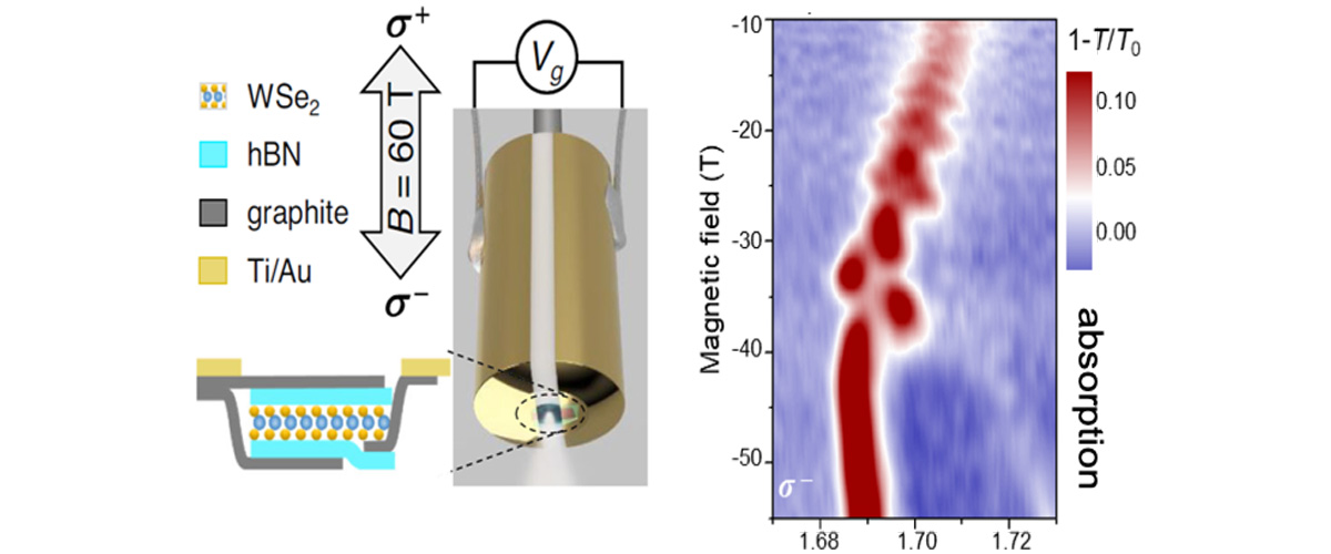 Left: The tungsten di-selenide (WSe2) monolayer-on-fiber assembly used for optical absorption studies in 60 tesla magnetic fields., Right: Discrete jumps in the absorption indicate emptying and spontaneous filling of specific quantum states (the “valley”states).