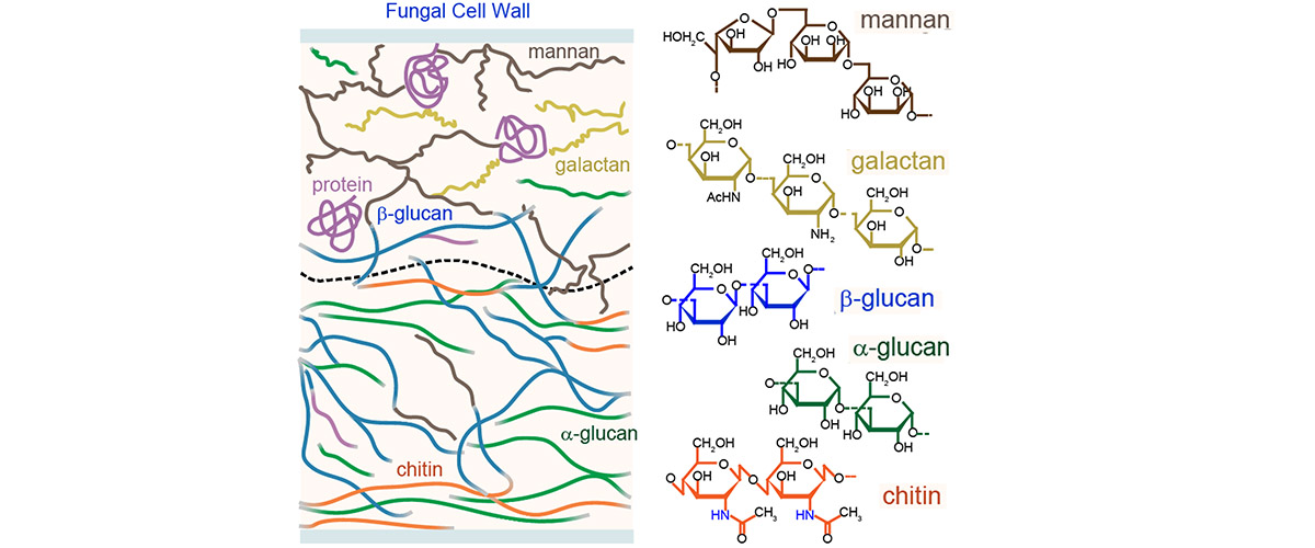 Structural model of fungal cell walls supported by extensive solid-state NMR data.