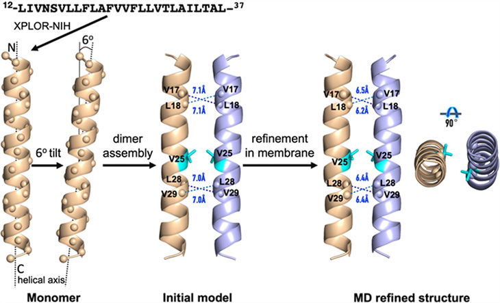 Computer simulation of the two-helix structure of the COVID-19 envelope protein characterized by MagLab researchers.