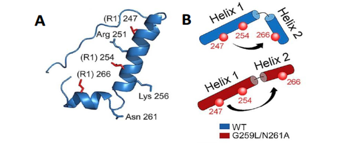 (A) Molecular structure of TCRαTMC. Labeled residues (R1) for EPR studies are highlighted in red. (B) EPR distance.