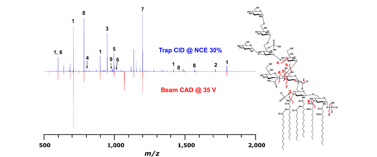 Tandem mass spectrometry provides sufficiently detailed spectra to make a structural characterization