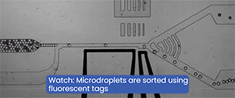 An animation of droplet sorting in a microfluidics system.