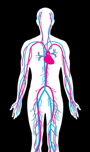 Illustration of a Vascular Heart