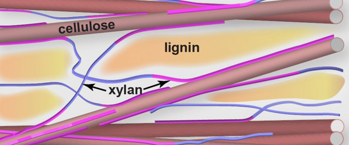 LSU’s Tuo Wang and colleagues discovered that lignin has limited contact with cellulose inside a plant. Instead, the wiry complex carbohydrate called xylan connects cellulose and lignin as the glue.