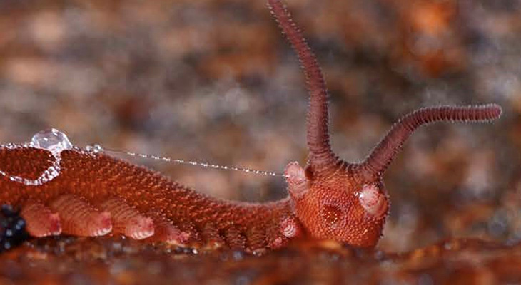 Velvet worm species Epiperipatus barbadensis shooting its slime, which transitions from liquid to gel to solid, trapping its prey.