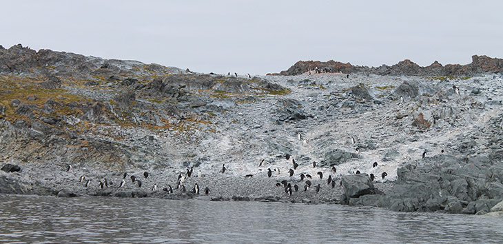 A penguin colony on Torgersen Island