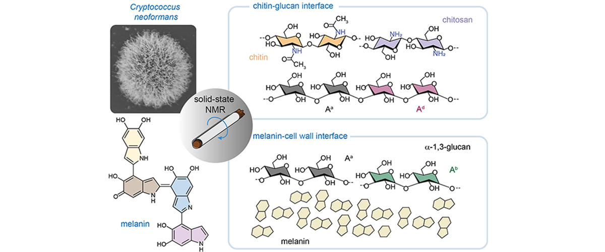 A set of graph of cryptococcus neoformans  studying