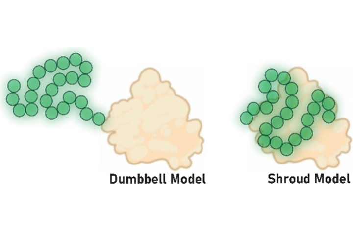 Model for how PEG length controls protein stabilization