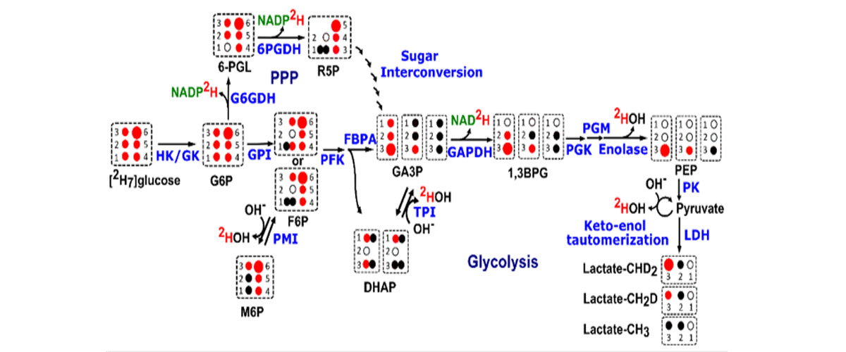 Metabolism pathways of [2H7]glucose (green stars), with red dots marking the presence of 2H, and larger dots indicating two 2H atoms. Note that HDO (gold stars) can be produced at multiple steps in the glycolytic pathway.