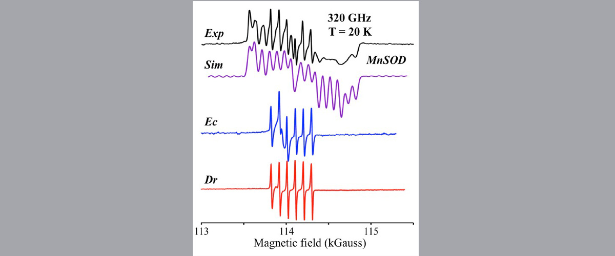 Simulations of high frequency (320 GHz) high magnetic field derivative display EPR spectra of Mn2+Sod and of the Mn2+ of Dr using EasySpin.