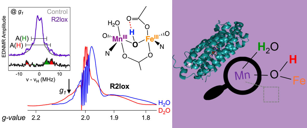 Left: Magnetic field-swept pulsed electron echo-detected (ED) spectrum of a reactive, short-lived state of Mn/Fe R2lox after binding oxygen. Right: Detailed structure of the “R2lox” metalloprotein