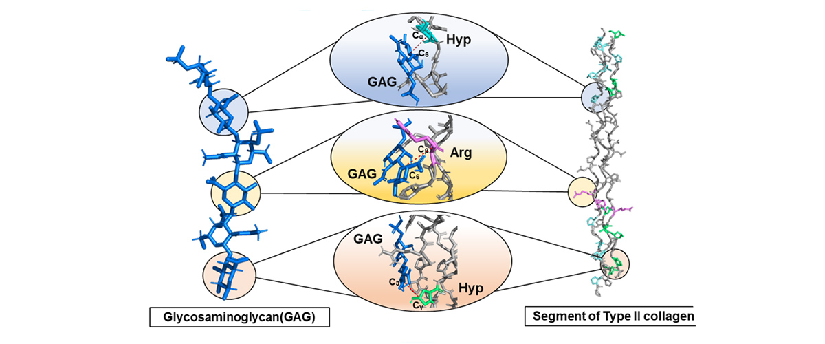 A 3D model showing the interaction between GAG and a segment of type II collagen