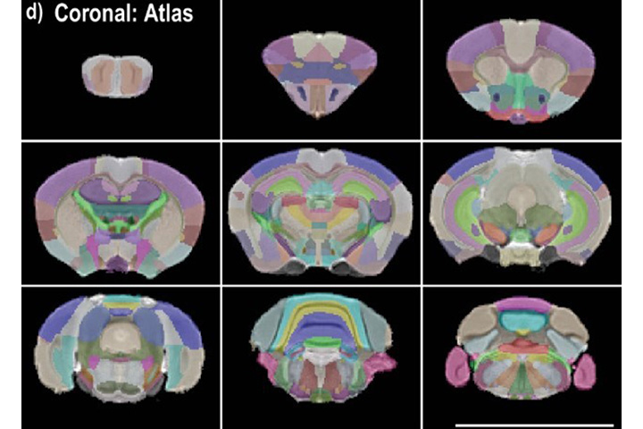 This anatomical reference allowed the study team to more accurately interpret the previously collected functional MRI data and will continue to be useful in future research on Acomys subjects