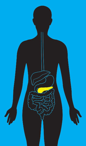 Illustration of the Digestive Track