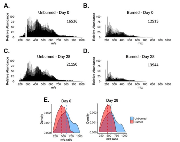 (A–D) FT ICR-MS mass spectra of unburned and burned soil from negative-mode electrospray ionization. (E) These m/z ratios were compiled into density plots.