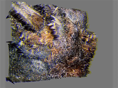 Animation of the head of a moth showing both compound eyes.