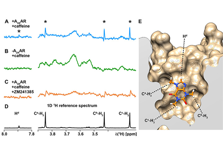 NMR data for caffeine interacting with cell membranes