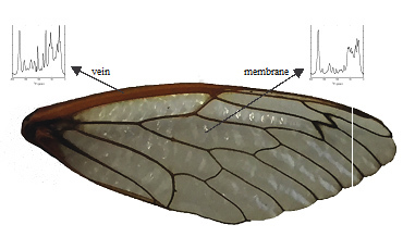 A picture of the cicada wing with graphs of the chemical composition of the vein and membrane