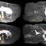 MRI images of the perivascular networks in the brains of four rats. Vessels with perivascular spaces (PVS) that appear to be common in different rats are highlighted using colored arrows.