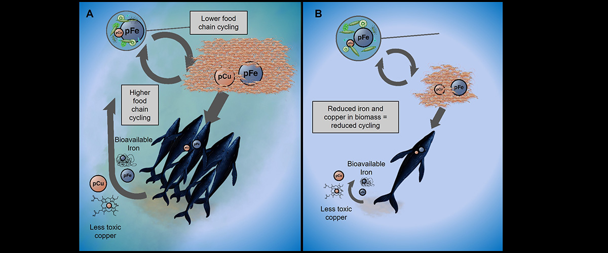 An illustration of the interactions between whales, krill, and phytoplankton in the Southern Ocean under (A) pre-whaling and (B) post-whaling conditions.  