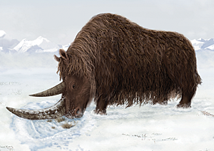 Scientists say the prehistoric beast used its 3-foot horn to sweep away snow and reveal tasty vegetation.
