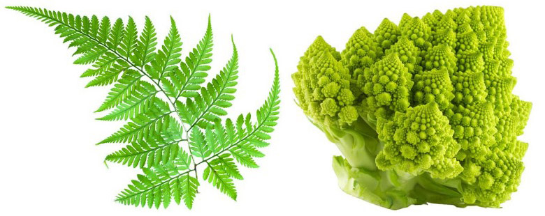 Left: This fern consists of many small leaves that branch off a large one. Right: This Romanesco broccoli consists of smaller stems spiralling around a large one.