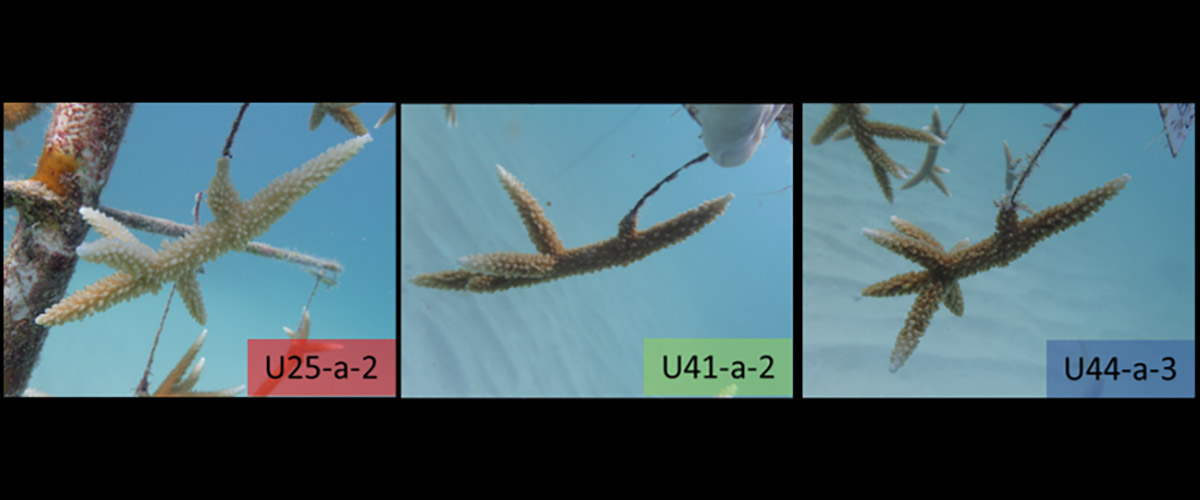 Three genotypes of Acropora cervicornis from an established coral nursery near Tavernier, FL used in this study.