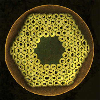 Cross section of Niobium-Tin (Nb3Sn) superconducting wire