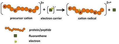 Figure 1. Protein/peptide precursor multiply-charged cation reacts with an anion to form a radical cation.