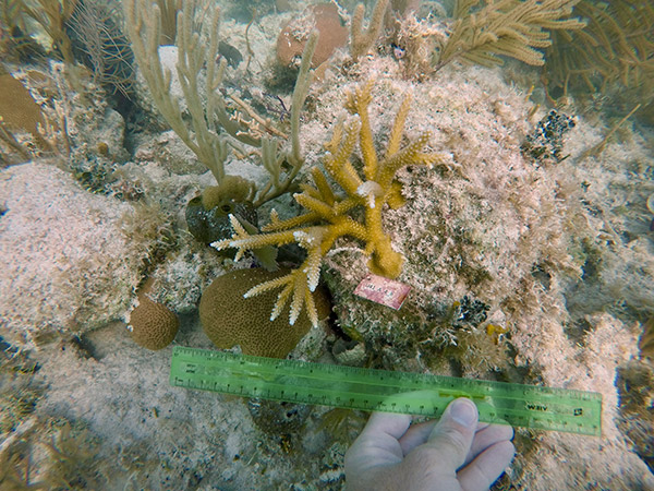 measuring coral reefs